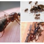 Myrans sammansättning i kolonin