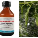 Penggunaan amonia dari aphids