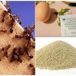 Receptes populars per a la lluita contra les formigues