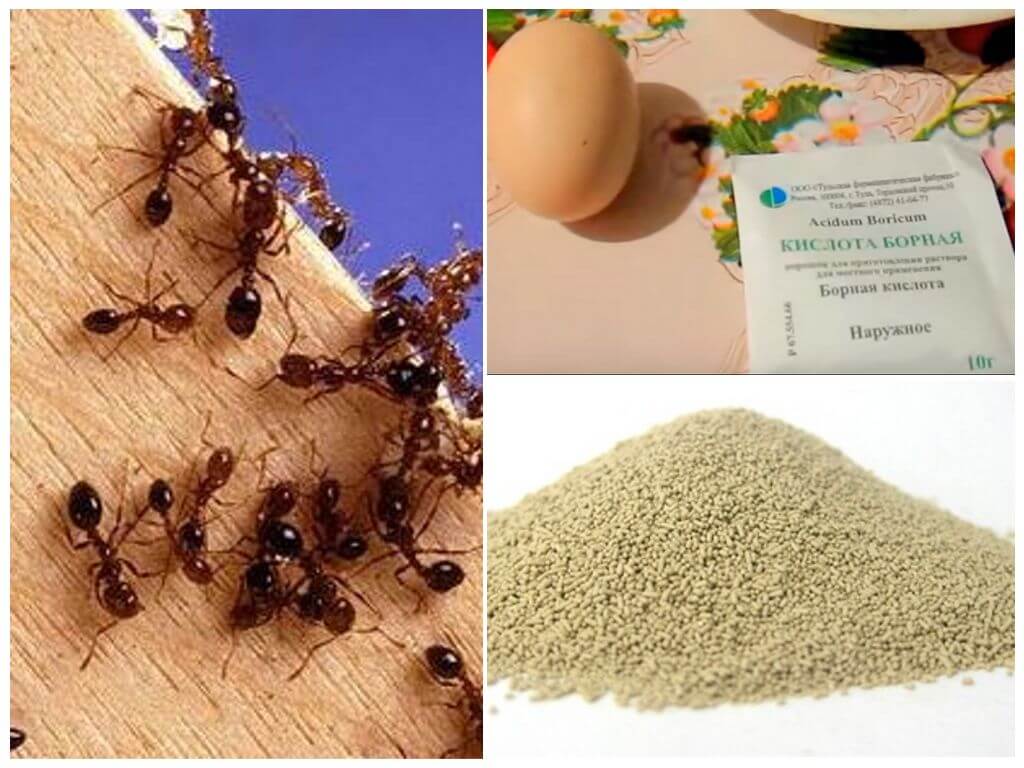 Folk recept för kampen mot myror