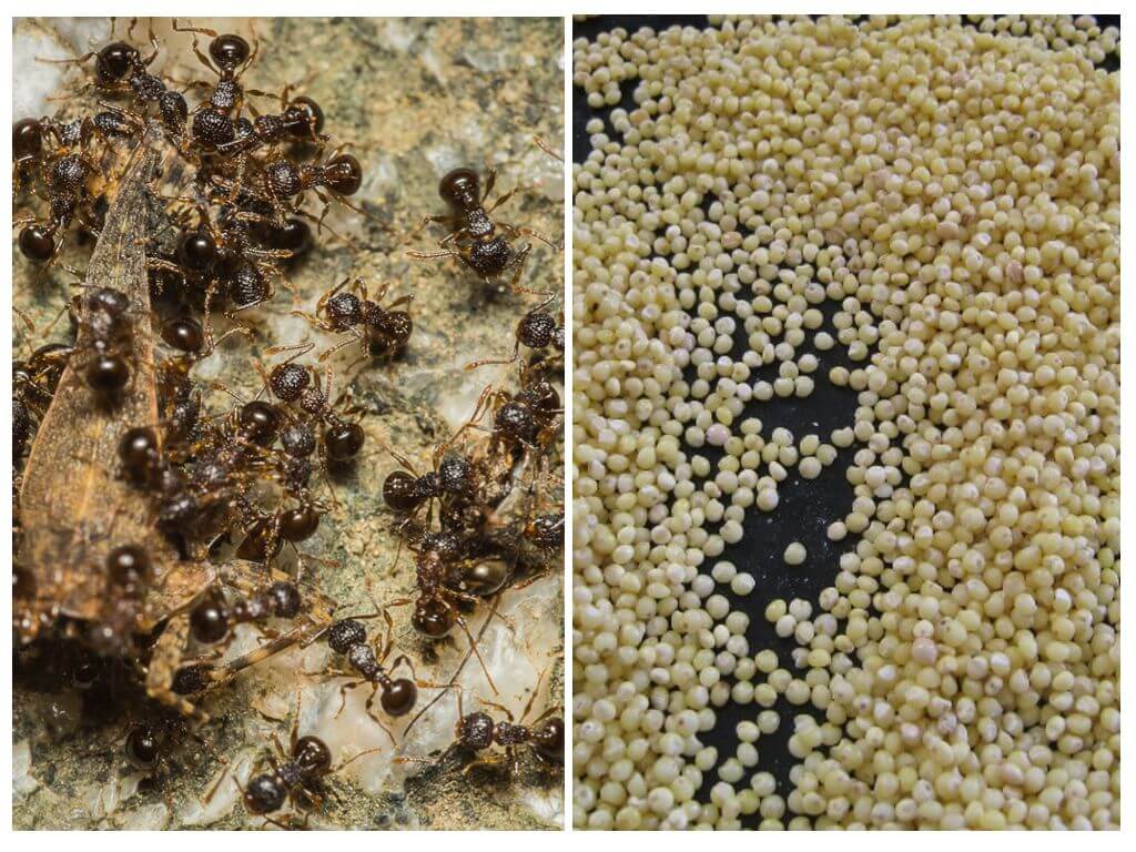 Hirs från myror