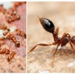 Červené mravenci v bytě