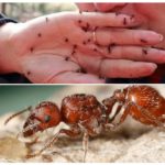 Puntura della formica rossa