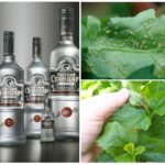 Vodka nella lotta contro gli afidi