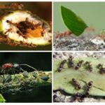 فوائد وأضرار النمل
