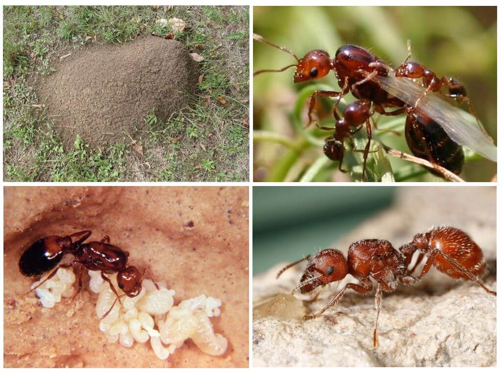 Habitat della formica rossa