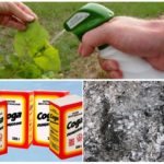 Lösningar från aska och soda från bladlus