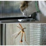 רשת נגד יתושים נגד חתול