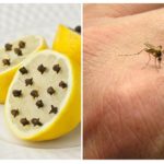 Citron a hřebíček komárů