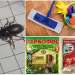 Distrugerea gândacilor în casă