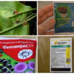 Καταπολέμηση με ασπίδα σε εντομοκτόνα φάρμακα λεμονιού