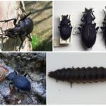 Habitat escarabajo de tierra