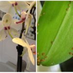 Shchitka en las orquídeas