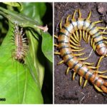 Centipede och Scolopendra