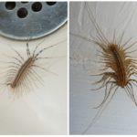 Centipede i lägenheten
