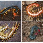 Druhy Scolopendra
