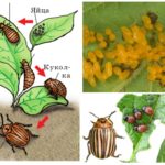 Ciclo de vida do besouro da batata colorado