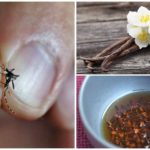 Folkmedicijnen om insecten te bestrijden