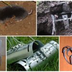 Rattenvallen en Mole Traps