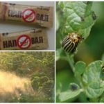 Penggunaan dadah di tempat kejadian terhadap kumbang kentang Colorado