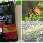 Приложение на фито-ферма от колорадски бръмбари