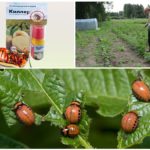Pembunuh dari kumbang kentang Colorado