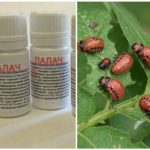 Alat Penyerang dari kumbang kentang Colorado