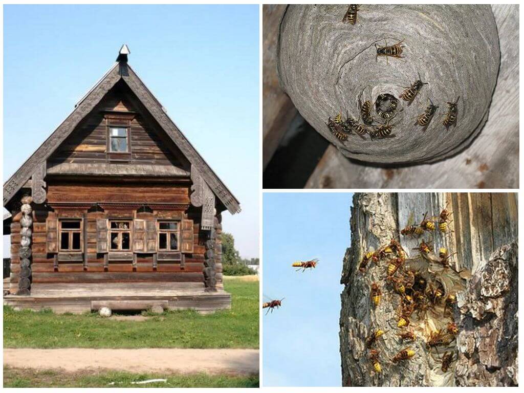 Ong trong một ngôi nhà bằng gỗ