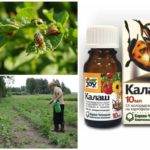 El uso de la droga Kalash del escarabajo de patata de Colorado.