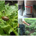 Penggunaan dadah Ephoria untuk kemusnahan kumbang kentang Colorado