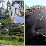 Επαγγελματική μεταχείριση του εδάφους από τα κουνούπια