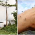 Tratamento profissional do território dos mosquitos