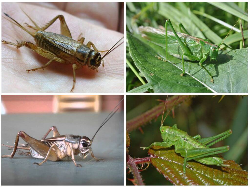 Cricket och gräshoppa