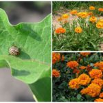 Thực vật ngăn chặn bọ khoai tây Colorado