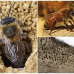 Pozemní včely