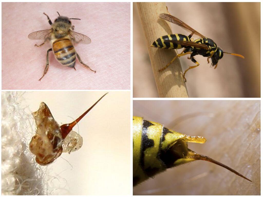 Bee và wasp sting của họ