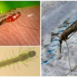Malaria myggor