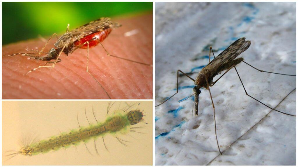 Zanzare malaria