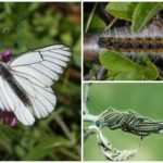 Caterpillar e Butterfly Hawthorn