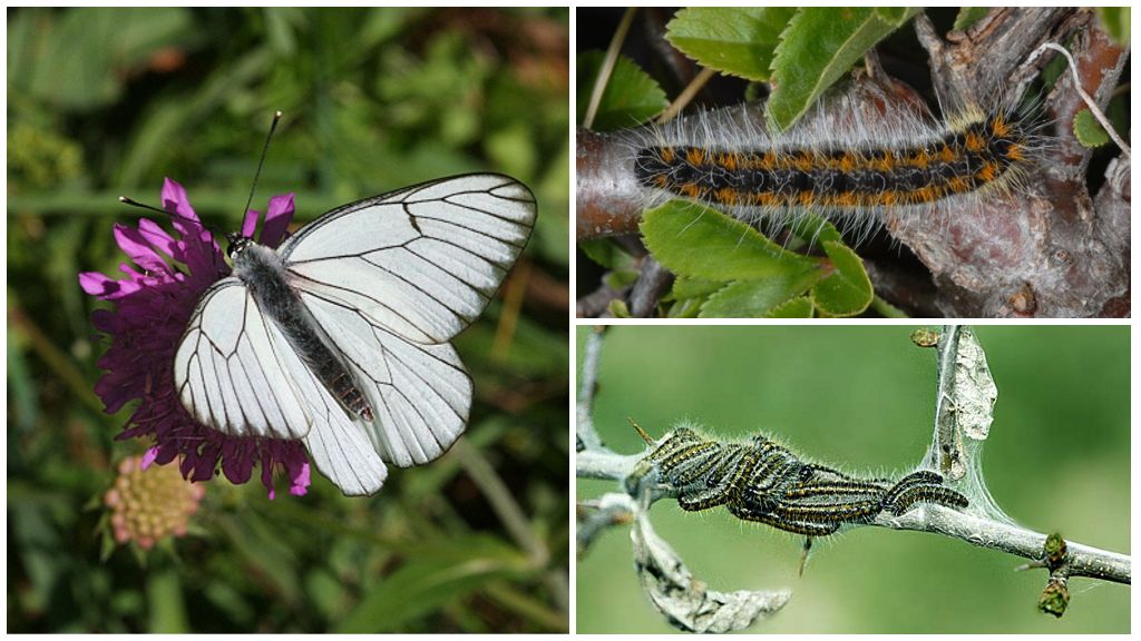 Caterpillar e Butterfly Hawthorn