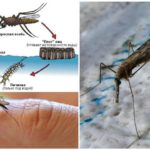 Reprodukční cyklus komára Anopheles