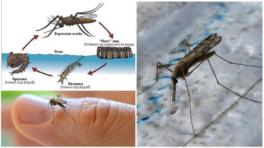 Reprodukční cyklus komára Anopheles