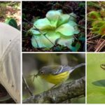 Predatorväxter, fåglar och grodor som äter myggor