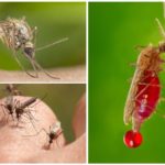 Blodtyp och myggor