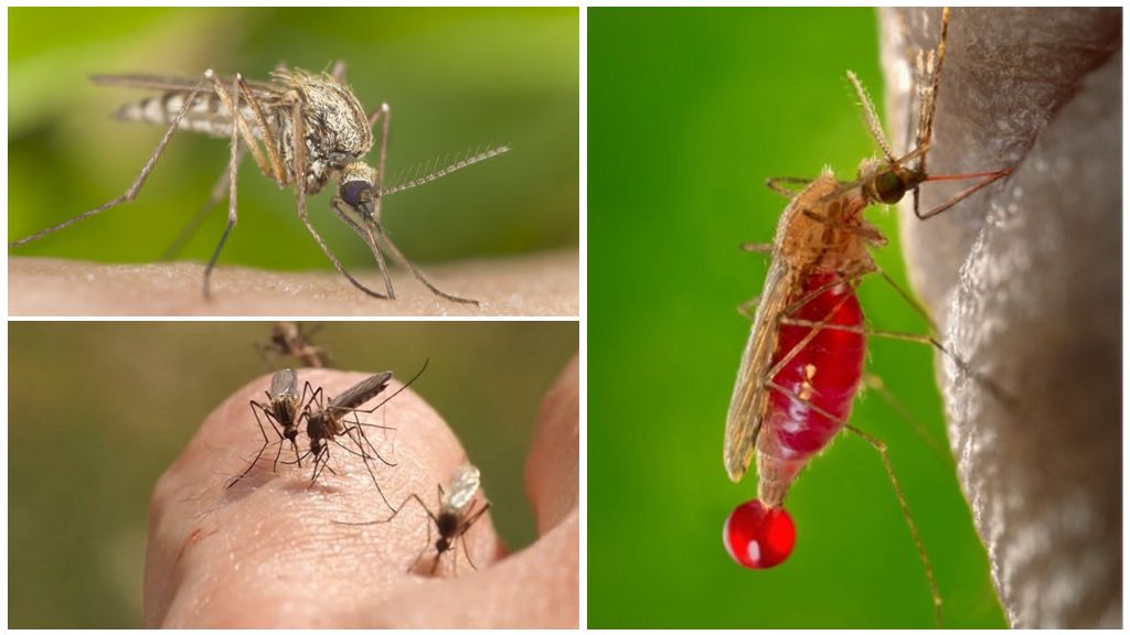 Blodtyp och myggor