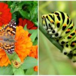Swallowtail fjäril och dess caterpillar