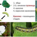 Cicle de desenvolupament de bol de papallona