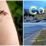 Myggor i Sochi
