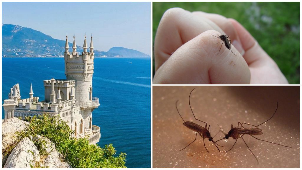 Myggor på Krim