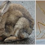 Tavşanlar ve sivrisinekler